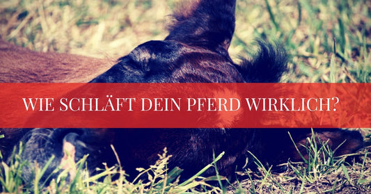 Pferd liegt flach im Stall – Schlafgewohnheiten von Pferden erklärt