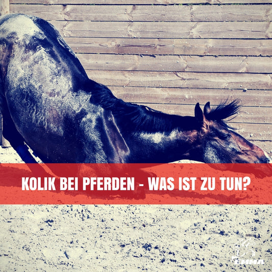 KOLIK  Pferd-Symptome der Kolik bei einem Pferd oder Pony