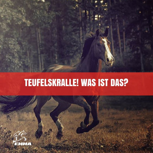 Teufelskralle fürs Pferd – Wirkung, Dosierung & natürliche Gelenkpflege | EMMA CARE