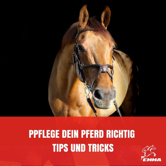 Pferd richtig pflegen – Tipps & Tricks für Fell, Hufe & Mähne im Alltag | EMMA CARE
