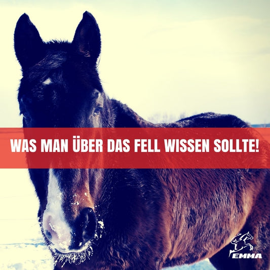 10 Fakten über das Pferdefell – Funktion, Fellwechsel & richtige Pflege | EMMA CARE