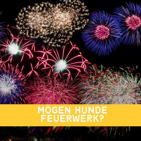 Hund & Feuerwerk – Silvester ohne Stress: Tipps gegen Knallangst | EMMA CARE