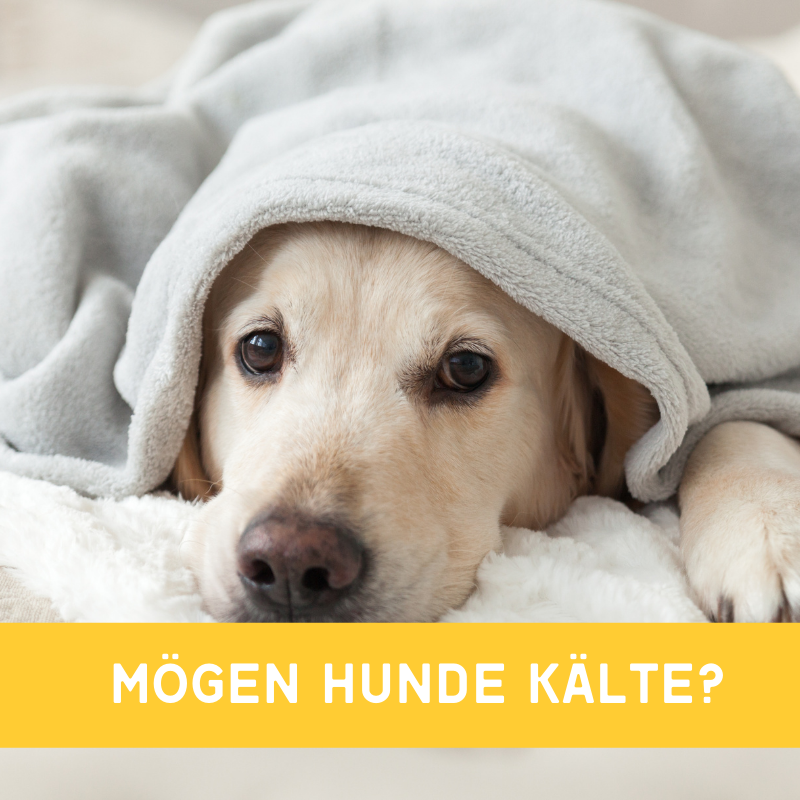 Mögen Hunde Kälte? - was bedeutet das für die Gelenke vom Hund