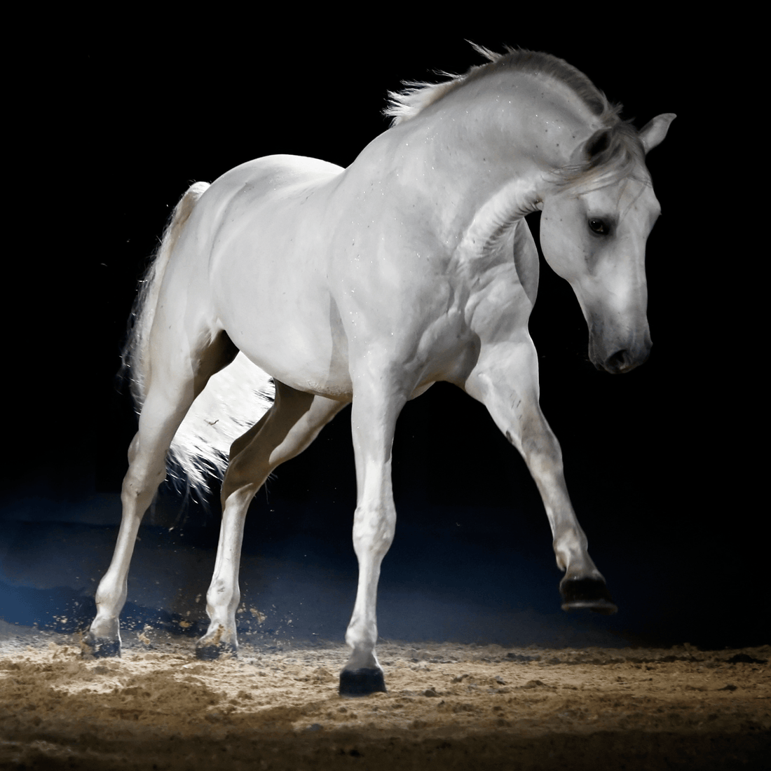 Muskelaufbau Pferd - EMMA-Eventing, Muskelaufbau bei Pferden mit Vitamin E Selen