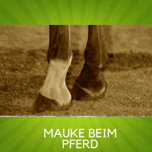 Mauke beim Pferd – Fesseldermatitis behandeln & vorbeugen | EMMA CARE