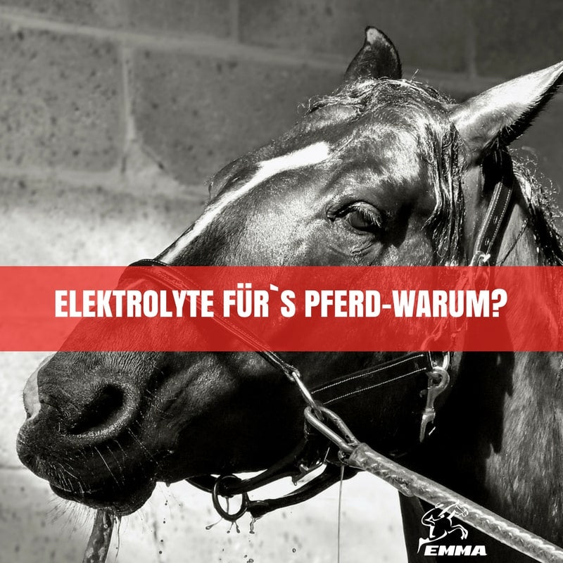 Elektrolyte für Pferde-bei vermehrtem Schwitzen & Durchfall