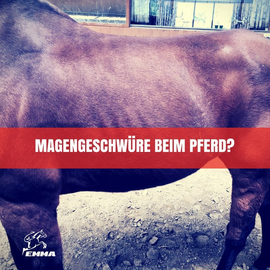Magengeschwüre beim Pferd – Symptome erkennen & natürlich unterstützen | EMMA CARE