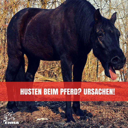 Husten beim Pferd – Ursachen erkennen & richtig reagieren | EMMA CARE