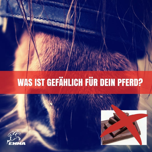 Gift für Pferde I 6 LEBENSMITTEL, DIE SIE NIEMALS IHREM PFERD FÜTTERN SOLLTEN