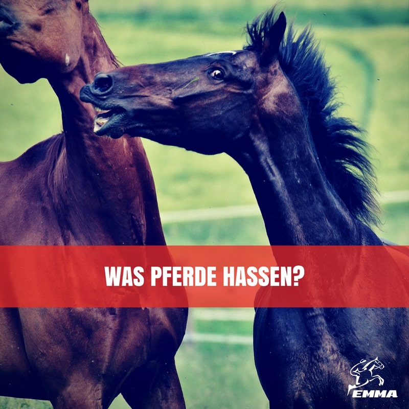 Pferd zeigt Körpersprache – 10 Dinge, die Pferde hassen und wie du es besser machst