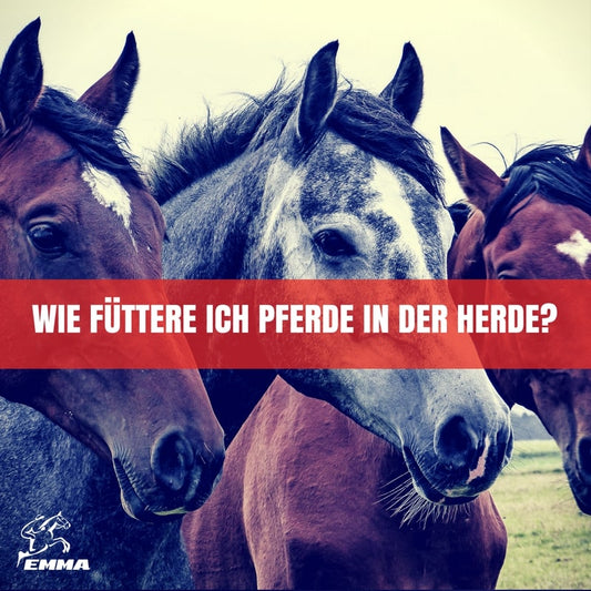 Pferde fressen gemeinsam im Offenstall – Herdenhaltung und richtige Fütterung