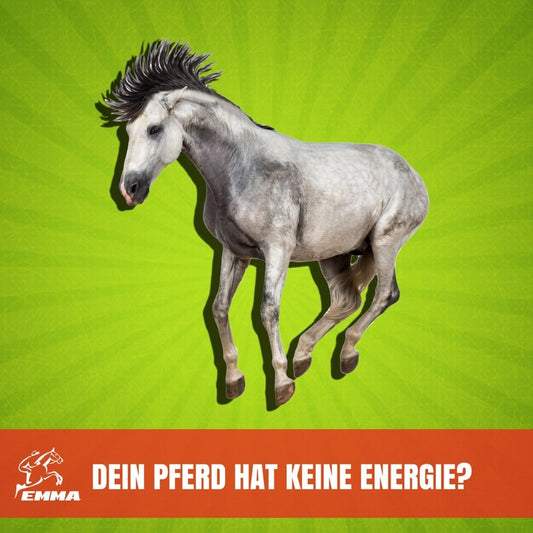 Energie fürs Pferd – Vorteile von Öl & Fett in der Pferdeernährung | EMMA CARE