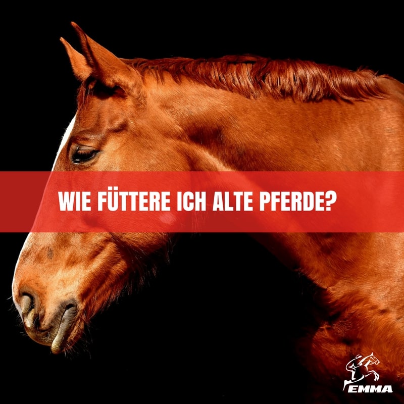 Fütterung des alten Pferdes – Senior-Pferd bedarfsgerecht versorgen | EMMA CARE
