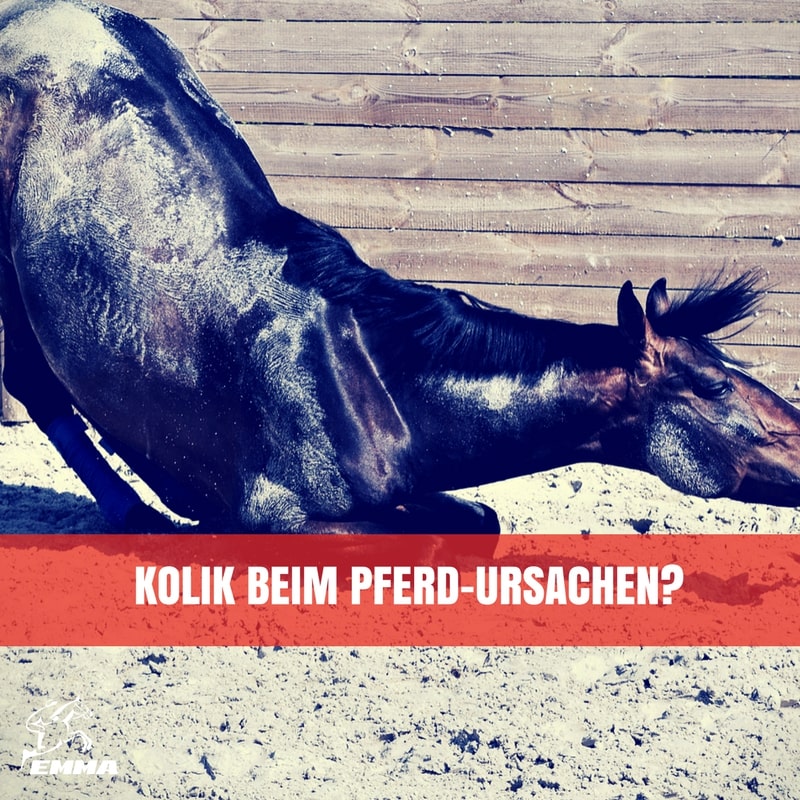Kolik beim Pferd – Ursachen, Warnzeichen & Prävention | EMMA CARE