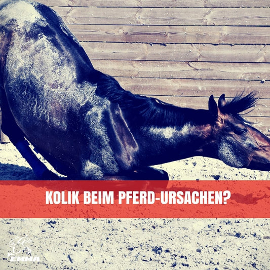 Kolik beim Pferd – Ursachen, Warnzeichen & Prävention | EMMA CARE
