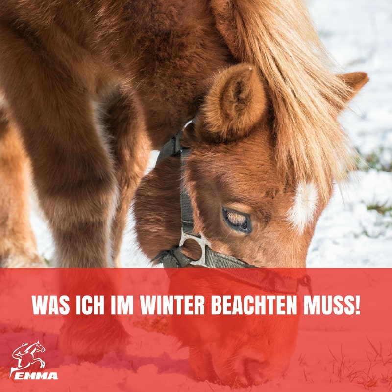 Pferd im Winter – 10 Tipps zur Vorbereitung auf Kälte, Hufpflege und richtige Fütterung