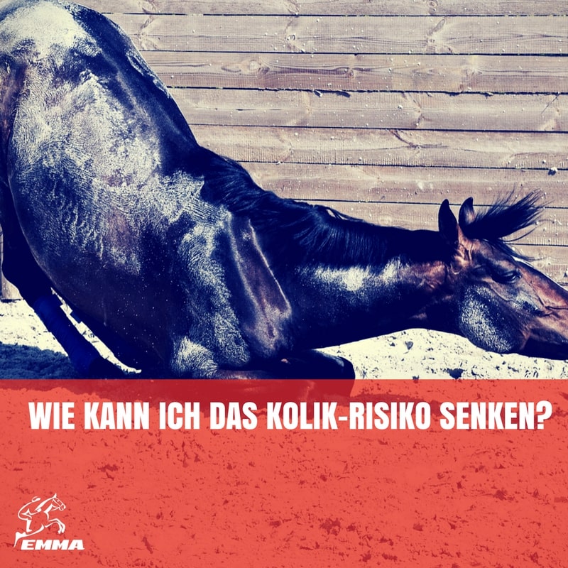 Kolik beim Pferd – Lebensgefahr? Erste Hilfe & was sofort zu tun ist | EMMA CARE