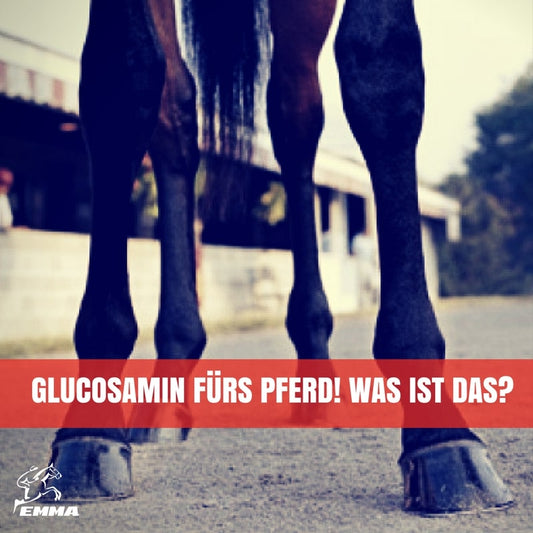 Glucosamin fürs Pferd & Pony – Gelenkpflege bei Arthrose & Verschleiß | EMMA CARE
