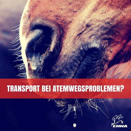 Pferd mit Atemwegsproblemen transportieren – Tipps für Asthma, IAD & Dämpfigkeit | EMMA CARE