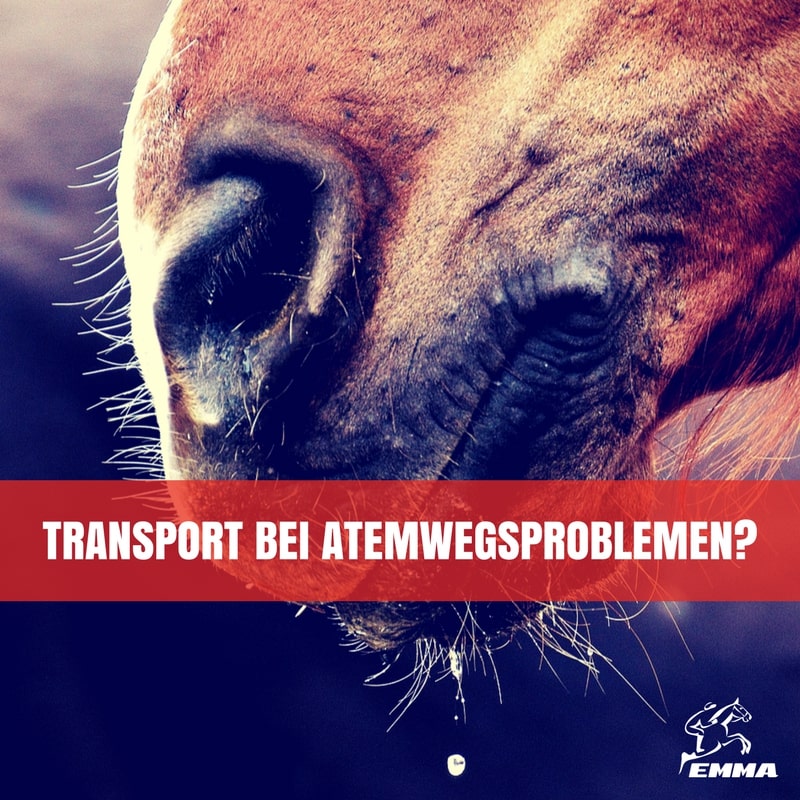Pferd mit Atemwegsproblemen transportieren – Tipps für Asthma, IAD & Dämpfigkeit | EMMA CARE