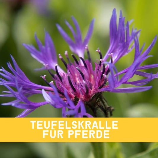 Teufelskralle  - Natürliche Ergänzungsmittel für die Pferde