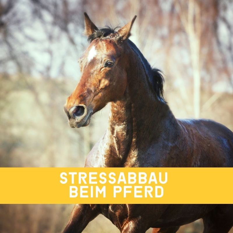 Top-Tipps zum Stressabbau für Pferde – 9 Tipps für Ruhe & Ausgeglichenheit | EMMA CARE