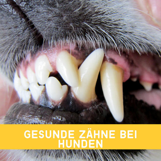 Zahnpflege bei Hund & Katze – Tipps für gesunde Zähne & Zahnfleisch | EMMA CARE