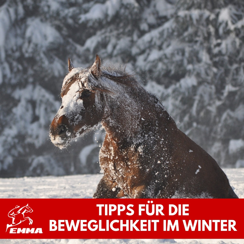 MSM & Glucosamin für Pferde – Beweglichkeit, Gelenke & Sehnen natürlich unterstützen | EMMA CARE