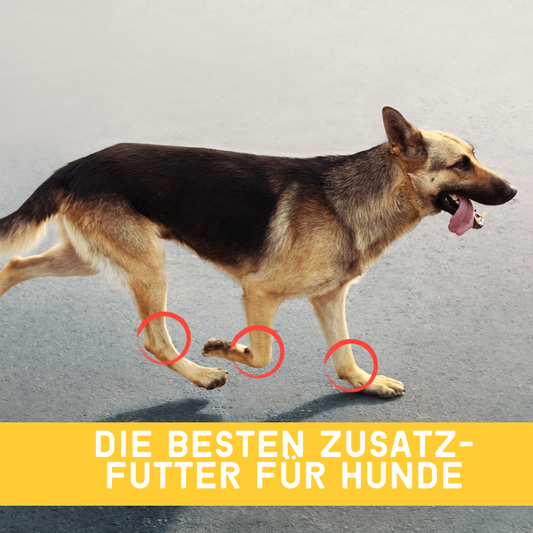 Das Beste Ergänzungsfutter für Hunde Gelenke