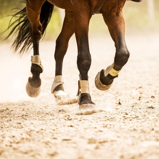 Gelenkprobleme beim alten Pferd - Was hilft wirklich?