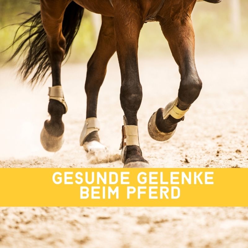 Top-Tipps für gesunde Gelenke bei Pferden