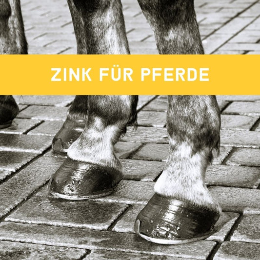 Zink für Pferde – Hufgesundheit, Horn & Haut stärken | EMMA CARE