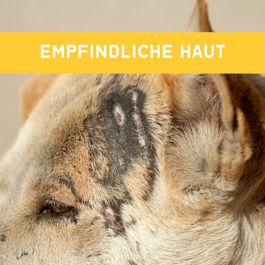 Empfindliche Haut bei Hund & Katze