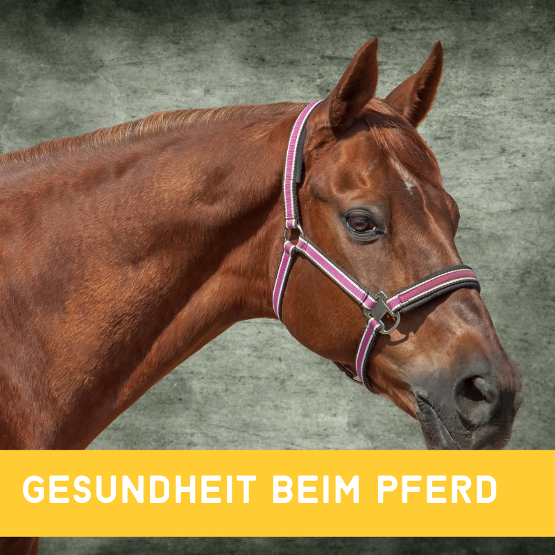 Top-Tipps für die Gesundheit Ihres Pferdes -  Pferdefütterung & Haltung