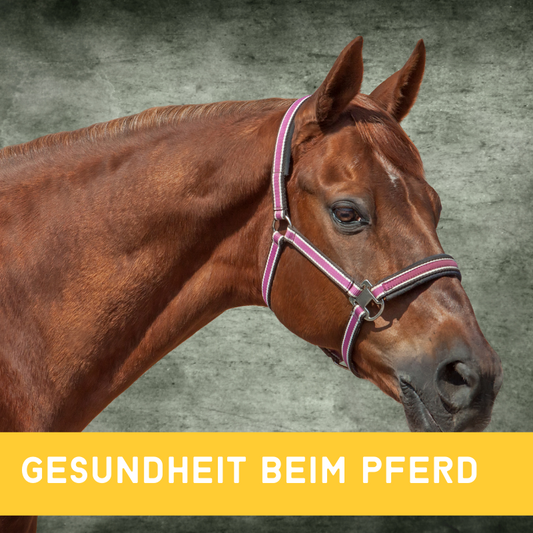 Top-Tipps für die Gesundheit Ihres Pferdes -  Pferdefütterung & Haltung