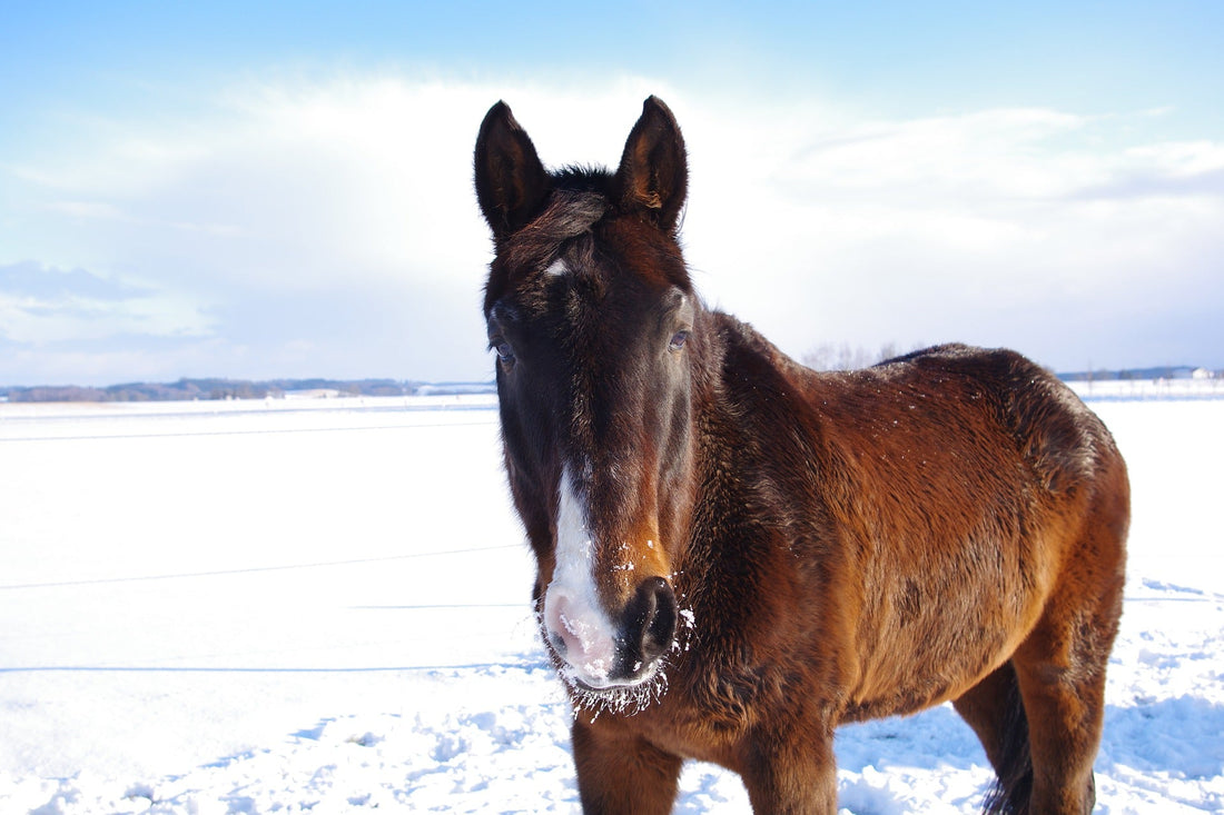 Kolik beim Pferd im Winter – Gefrorenes Gras, Dehydrierung & Prävention | EMMA CARE