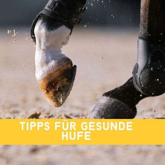 Top-Tipps für gesunde Pferdehufe