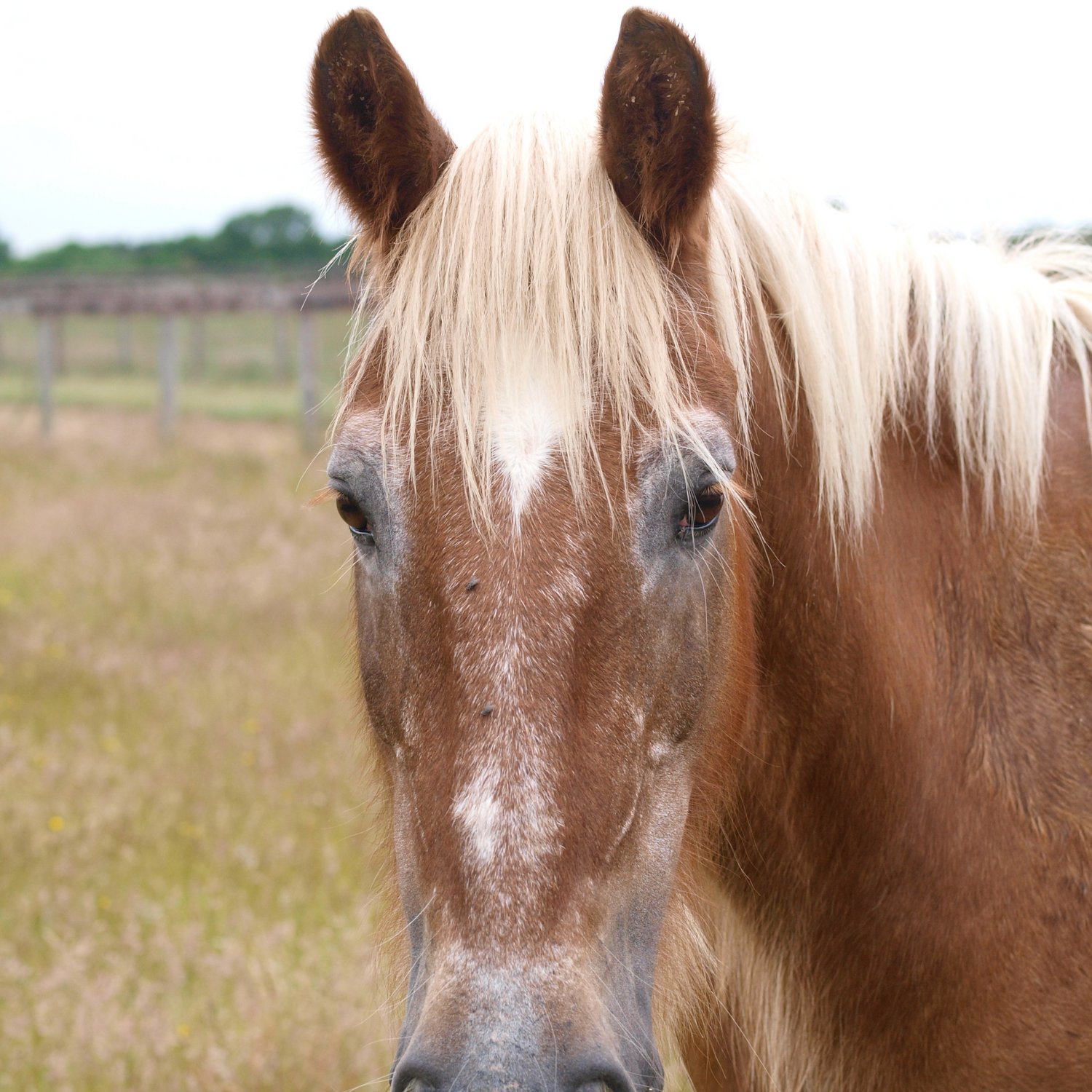 alte Pferde füttern