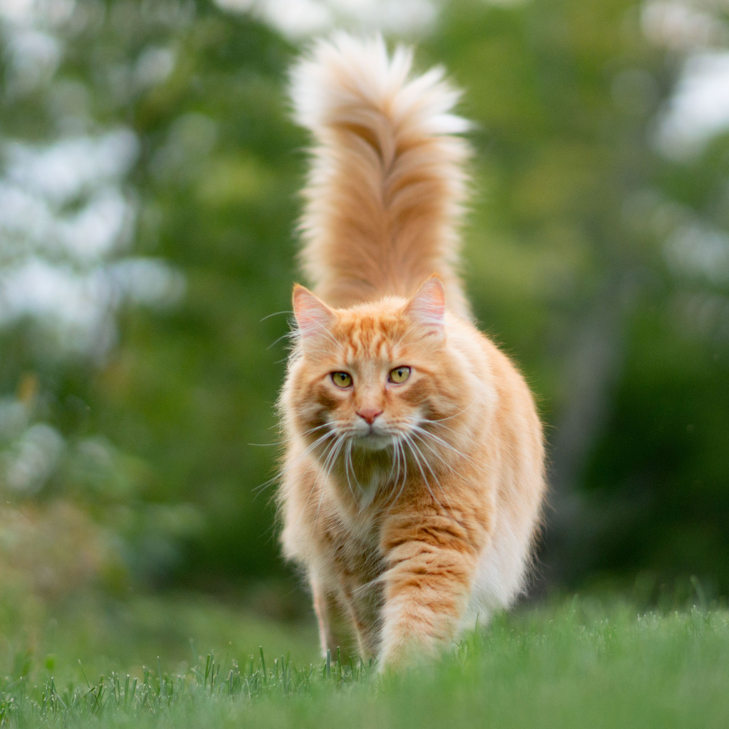 Ergänzungsfutter Katzen
