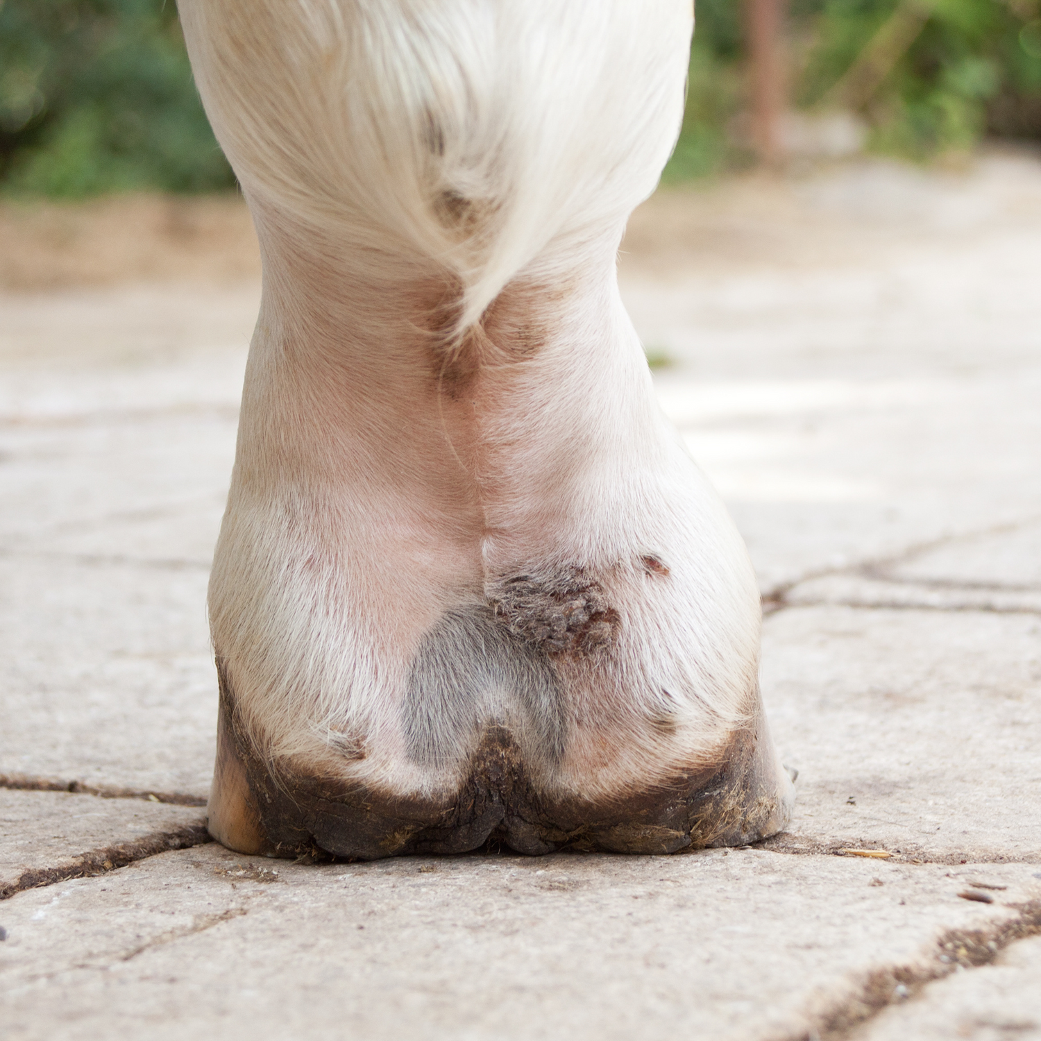 Erste Hilfe für Pferde