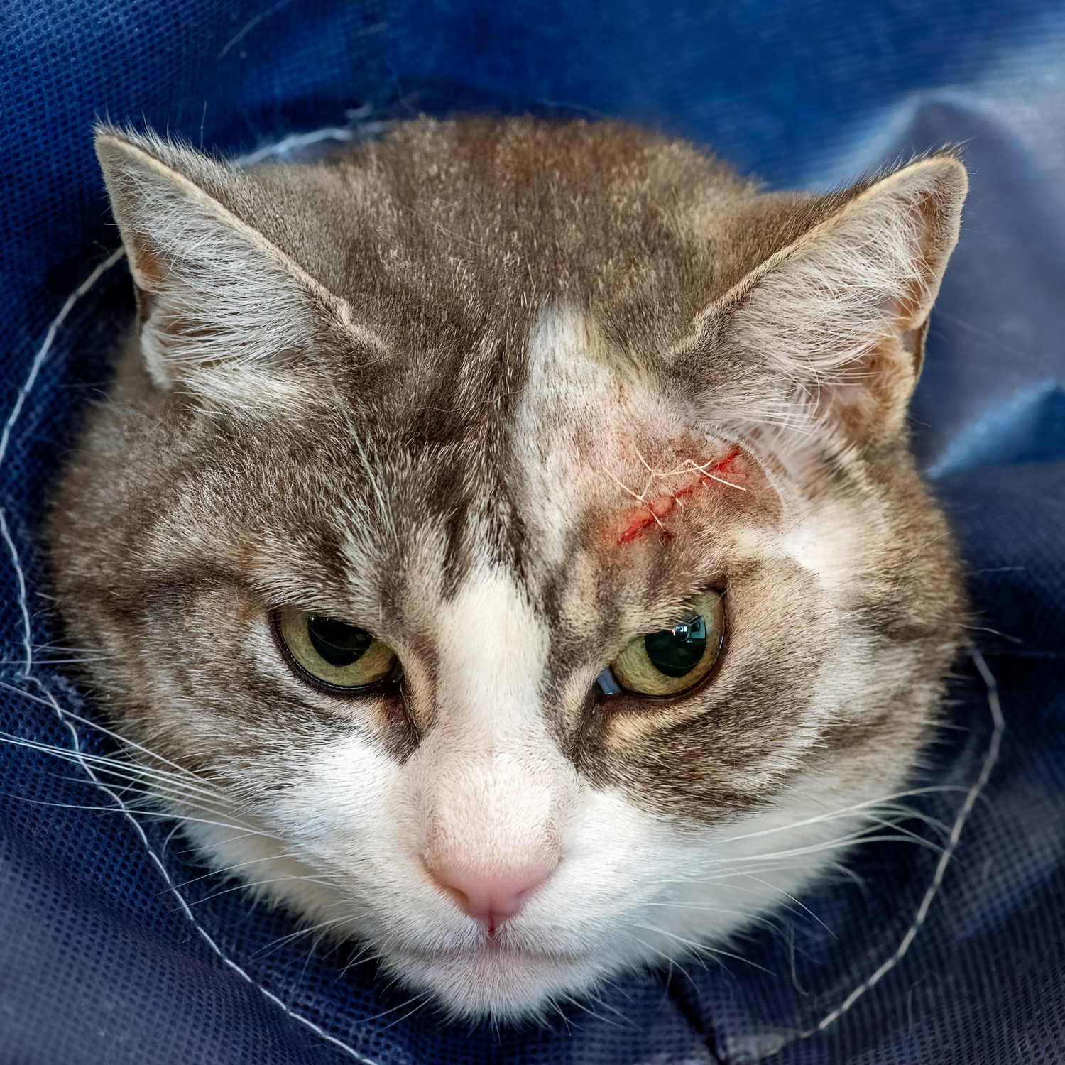 Wundpflege für Katzen