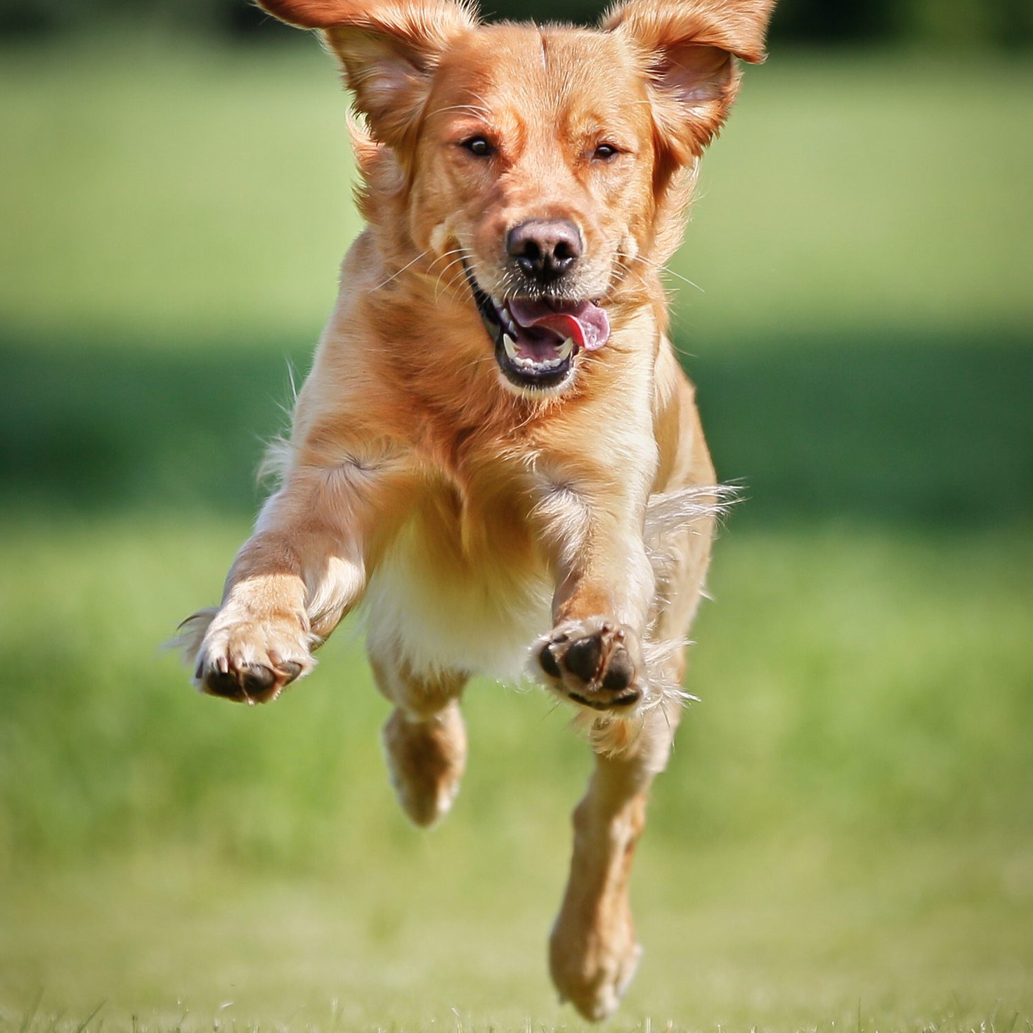 Gelenke & Knochen Hunde