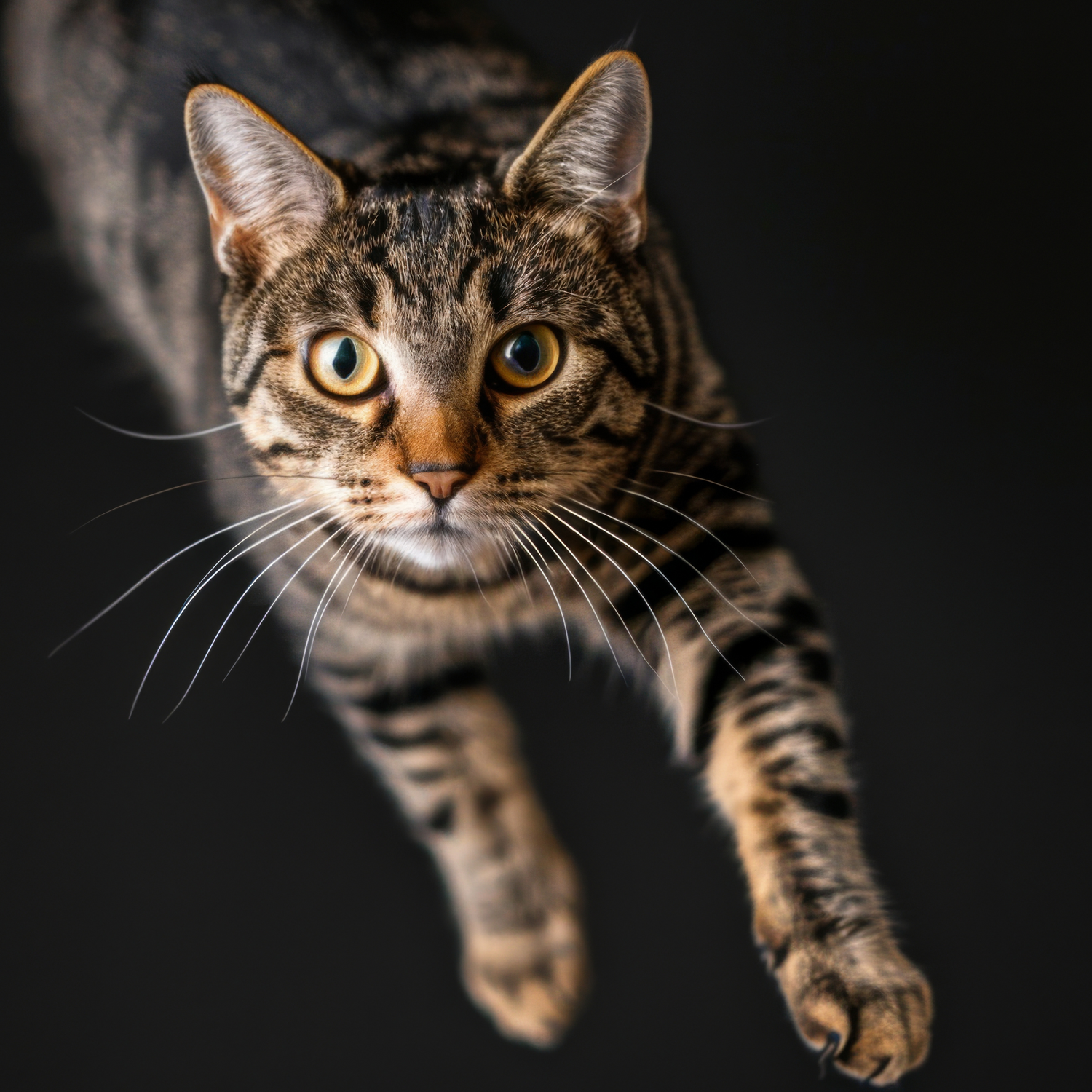 Gelenke & Knochen Katzen