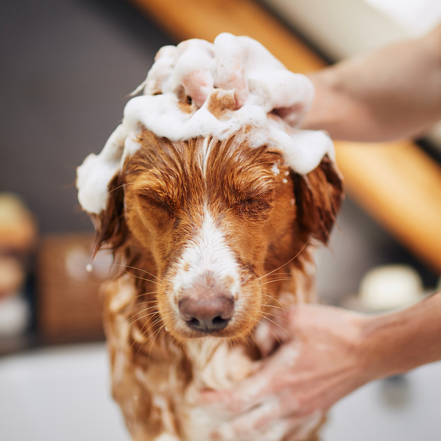 Haut & Fellpflege für Hunde