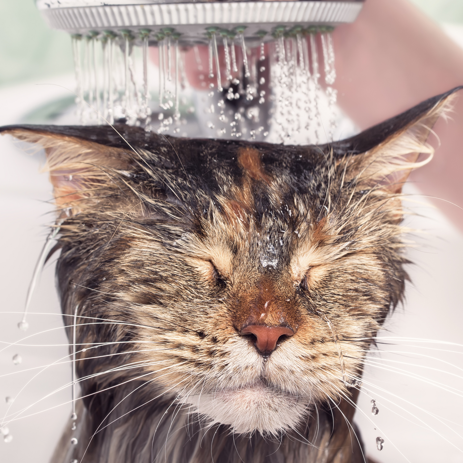 Haut & Fellpflege für Katzen