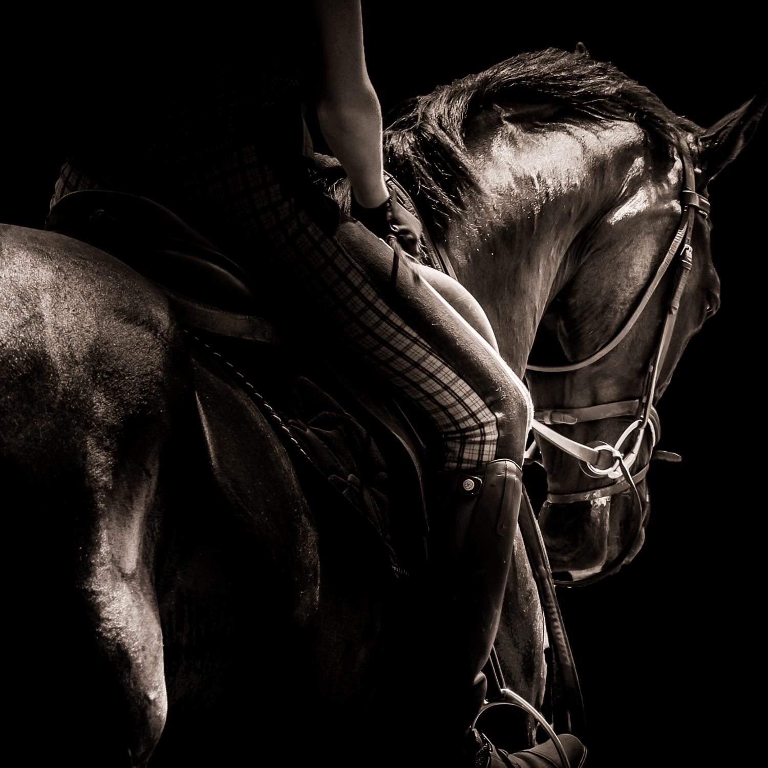 Muskelaufbau beim Pferd