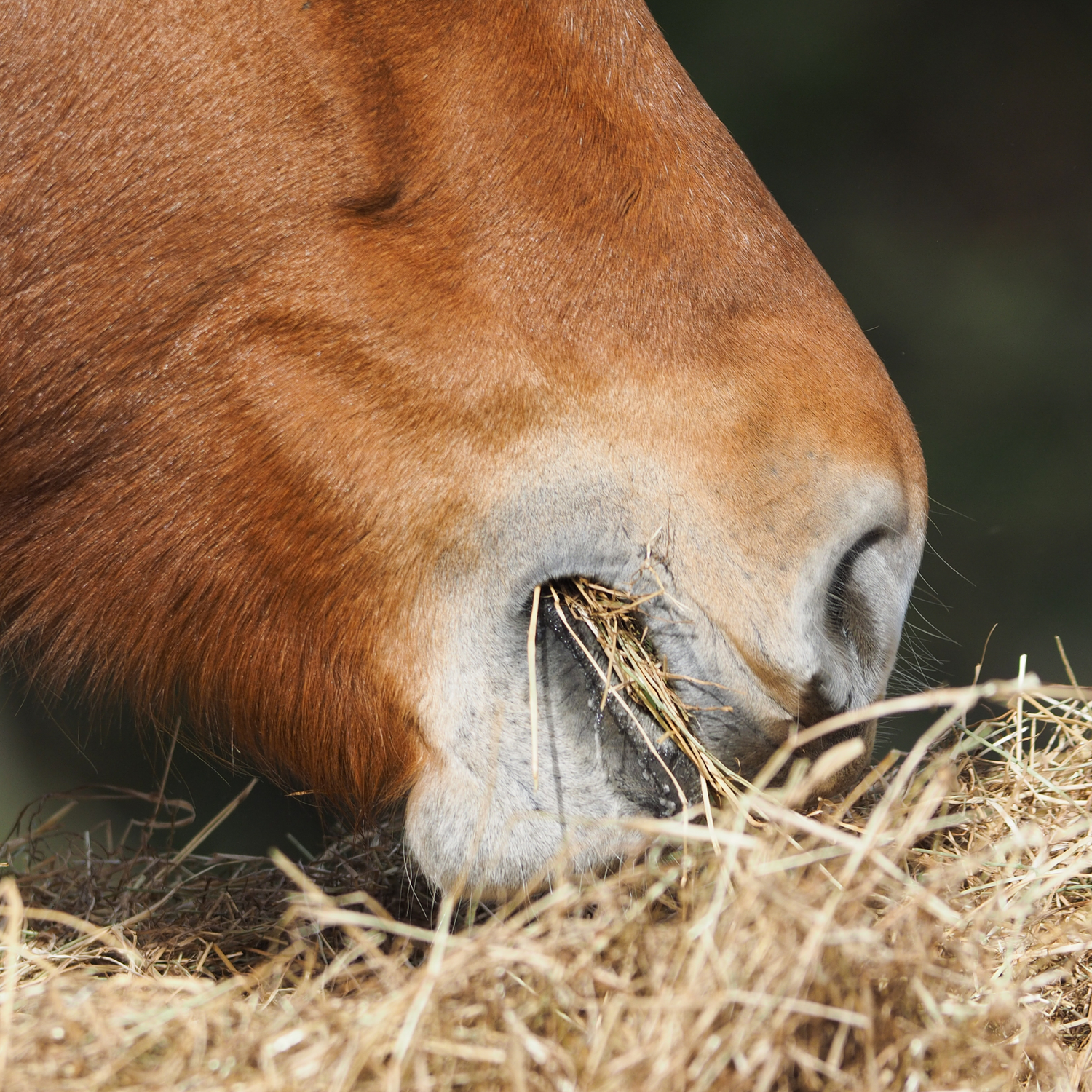 NatĂŒrliches Pferdefutter
