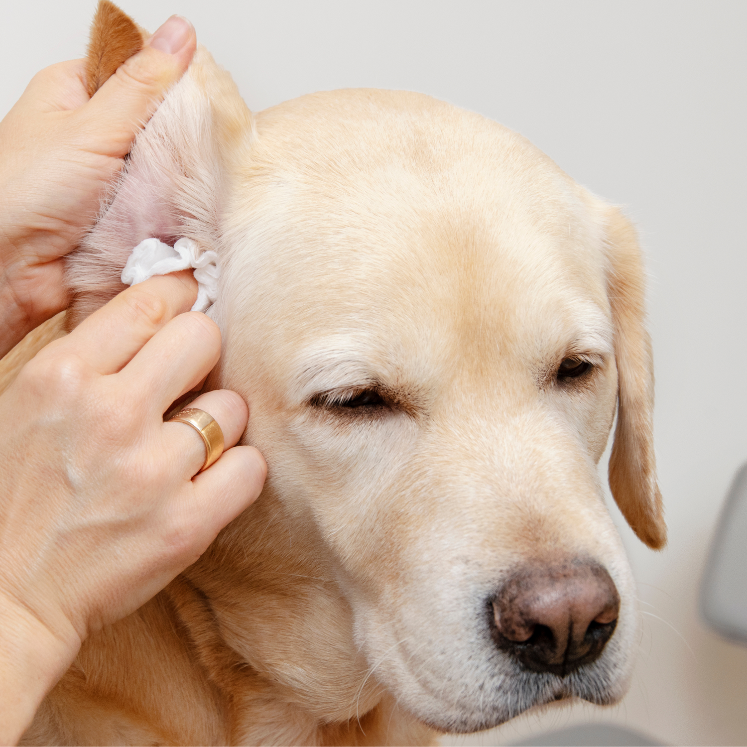 Ohrenpflege für Hunde