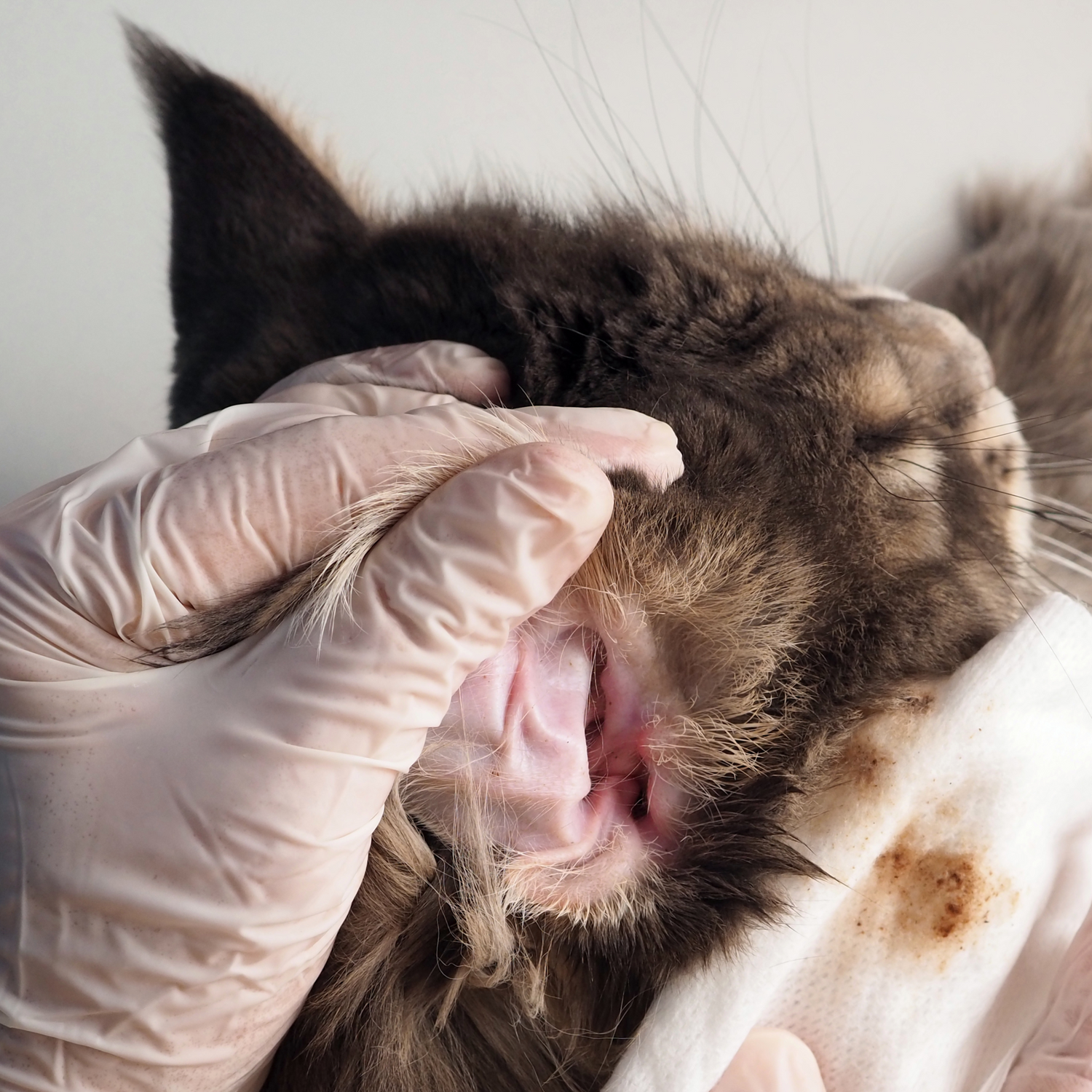 Ohrenpflege für Katzen