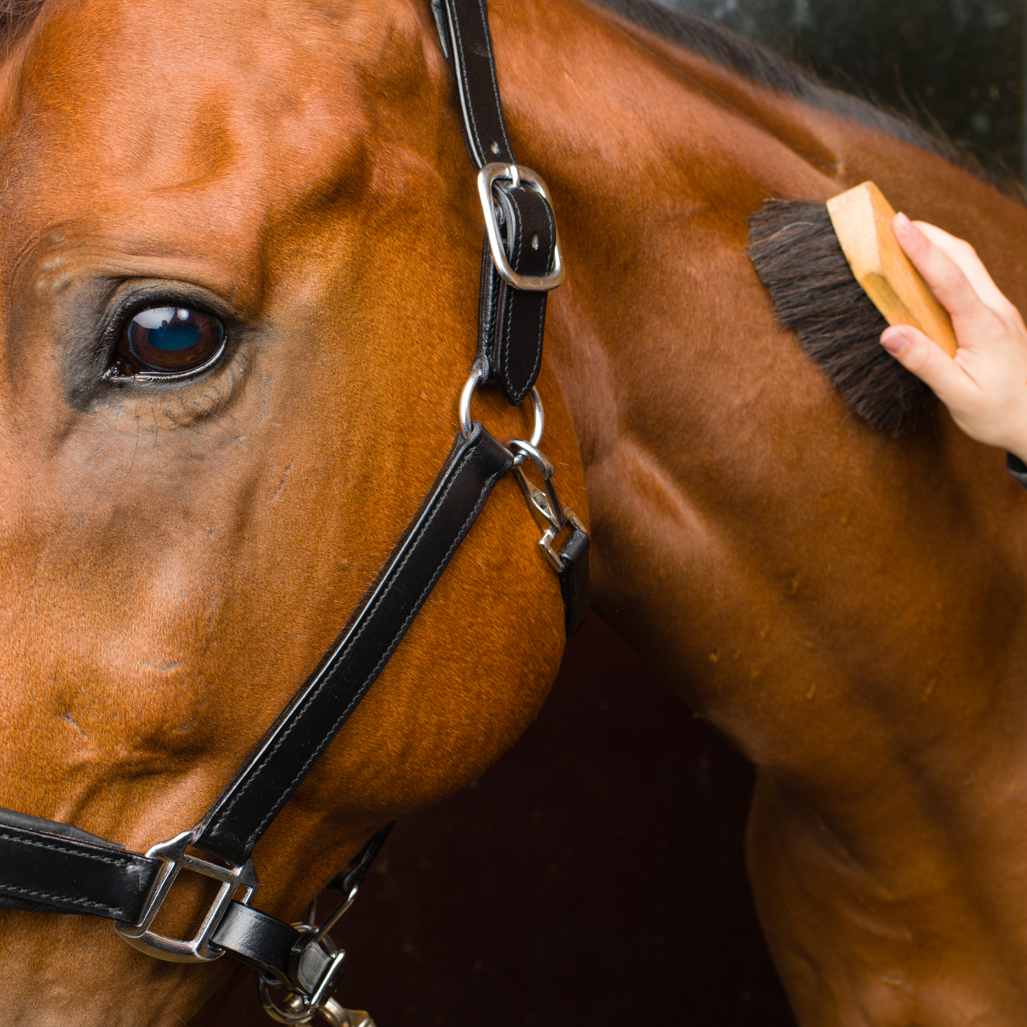 Pferdepflege - Pflegeprodukte für Pferde